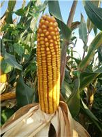 黑龙江林口适合种什么品种的玉米 林口玉米种植技术怎么样