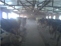 双城奶牛养殖，黑龙江奶牛养殖价格 如何选奶牛