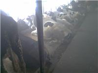 黑龙江养殖专业户，奶牛养殖，养牛技术学习，如何养殖奶牛