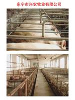 东宁养殖场纯生态猪肉价格 东宁无添加生态散养带皮猪肉