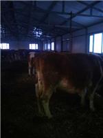 敦化供应黄牛母牛犊价格美丽 敦化牛饲养场地 纯生态绿色肉牛
