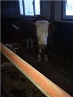 敦化肉牛养殖基地 纯生态牛肉 敦化养殖场优质肉牛