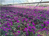 牡丹江苗木基地源头直销紫兰花 紫兰花绿化花卉价格多少