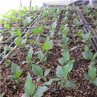兔眼蓝莓苗 优质果树苗 产量高 挂果多 高成活率 适合南北方种植