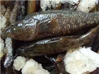 牡丹江特价销售高蛋白鱼产品 常年供应各种鱼 价格便宜