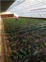 唐山大棚蔬菜种植滴灌管滴灌带厂家直销批发