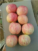 买卖地山东红富士批发基地生鲜水果网产苹果价格