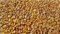 密山玉米种植价格 选择玉米种植的关键是什么
