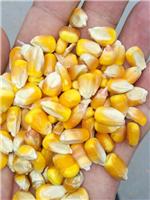玉米种植技术选哪家 密山玉金秋玉米专业合作社