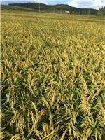 哈尔滨水稻专业种植基地 绿色无污染水稻原粮 大量批发