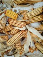 海林农家特产营养绿色玉米 海林厂家供应优质玉米 饲料用玉米