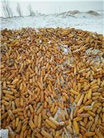 高品质厂家批发直销玉米 籽粒饱满 海林自产自销2016年玉米