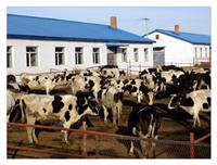 佳木斯供应奶牛养殖 佳木斯奶牛专业饲料绿色养殖