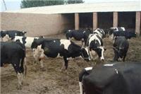 佳木斯供应奶牛养殖业 佳木斯黑白奶牛养殖出售鲜奶 专业品质