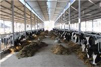 佳木斯万头高产奶牛 佳木斯高产奶牛牛犊养殖场