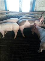 鸡东**生态肉猪 农家肉猪养殖出售