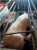 鸡东大型仔猪猪苗猪养殖繁育基地 大量批发肉猪 可优惠