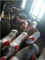 肉猪生猪产地直销 肉猪猪苗价格 专业养殖场健康肉猪