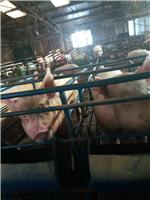 鸡东养殖场专业肉猪养殖技术 肉猪生猪厂家热线电话