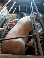 鸡东肉猪价格可以买到 鸡东养猪场直销生态绿色肉猪