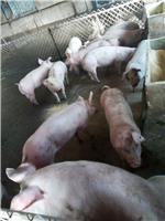 黑龙江猪养殖合作社对外出售 猪苗母猪苗绿色农家饲养生猪