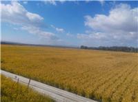 东北水稻农民自产自销长期供应 农场直销水稻无添加高营养水稻