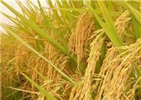 黑土地直销绿色优质东北水稻 黑龙江优质绿色**水稻种植出售