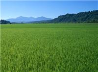 虎林水稻优质好货货源 自产东北黑土地优质水稻稻谷 2016年新鲜上市