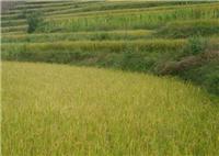 东北水稻生态种植更健康 水稻种植处大量特价供应
