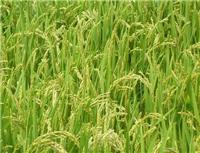虎林大米东北**农家水稻 自产自销16年新货东北特产水稻