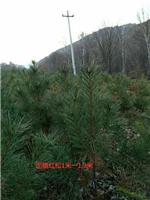 批发定植红松工程绿化 量大从优 双鸭山生态环保红松供应
