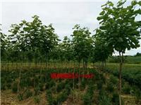 供应梧桐树工程用苗 成活率高 量大优惠绿化树梧桐