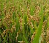 丰收的粮食：包括小麦、水稻