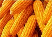密山合作社优质货源玉米价格合理 密山常年供应绿化**玉米