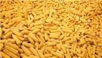 密山种植合作社出售绿色玉米 密山厂家杂粮玉米批发 量大优惠