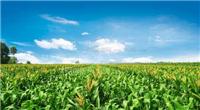 密山大型玉米粮食种植基地 供应优质农家玉米