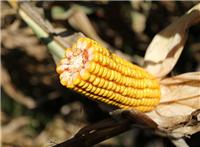 虎林厂家批发优质玉米种子 垦单27玉米种子 品质保证