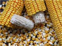 虎林厂家德美亚3号玉米种子现货 厂家特价批发玉米种子