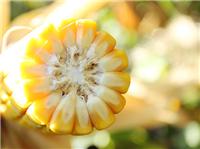 虎林批发龙垦10号高产大棒玉米种子 绿色抗热耐寒玉米种子