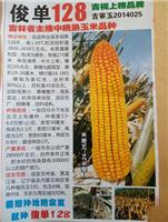 俊单128玉米种子大面积品种 图们农资社高产晚熟玉米种子