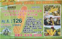 图们翔玉126高产玉米种子货源 图们专业供应各类玉米种子厂家