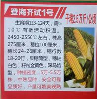高产登海齐试1号玉米种子 图们大型优质玉米种子供应商