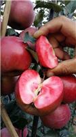 红肉苹果苗 山东红肉苹果苗 中国苹果苗价格