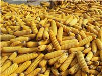 东宁厂家直销营养杂粮散装玉米 **无色素添加剂黄玉米