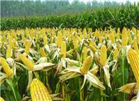 东宁种植合作社专业玉米种植 厂家直销优质绿色农家玉米