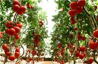 宁安蔬菜农产品西红柿 绿色新鲜蔬菜番茄 西红柿批发销售