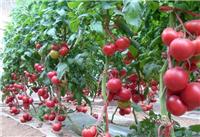 宁安新鲜健康绿色西红柿 农户供应食用西红柿产地直销
