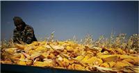 宁安好货货源东北一级玉米 种植合作社农业玉米出售