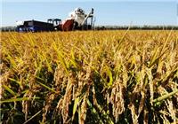 厂家直销中小型水稻农用收割机 宁安专业承接水稻收割农活