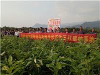 红柚苗适合在贵州怀仁种植吗 贵州红肉蜜柚苗供应